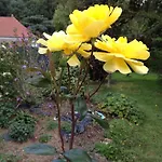 Logis Domaine Du Moulin Saint-Avold