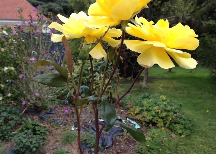 Logis Domaine Du Moulin Saint-Avold